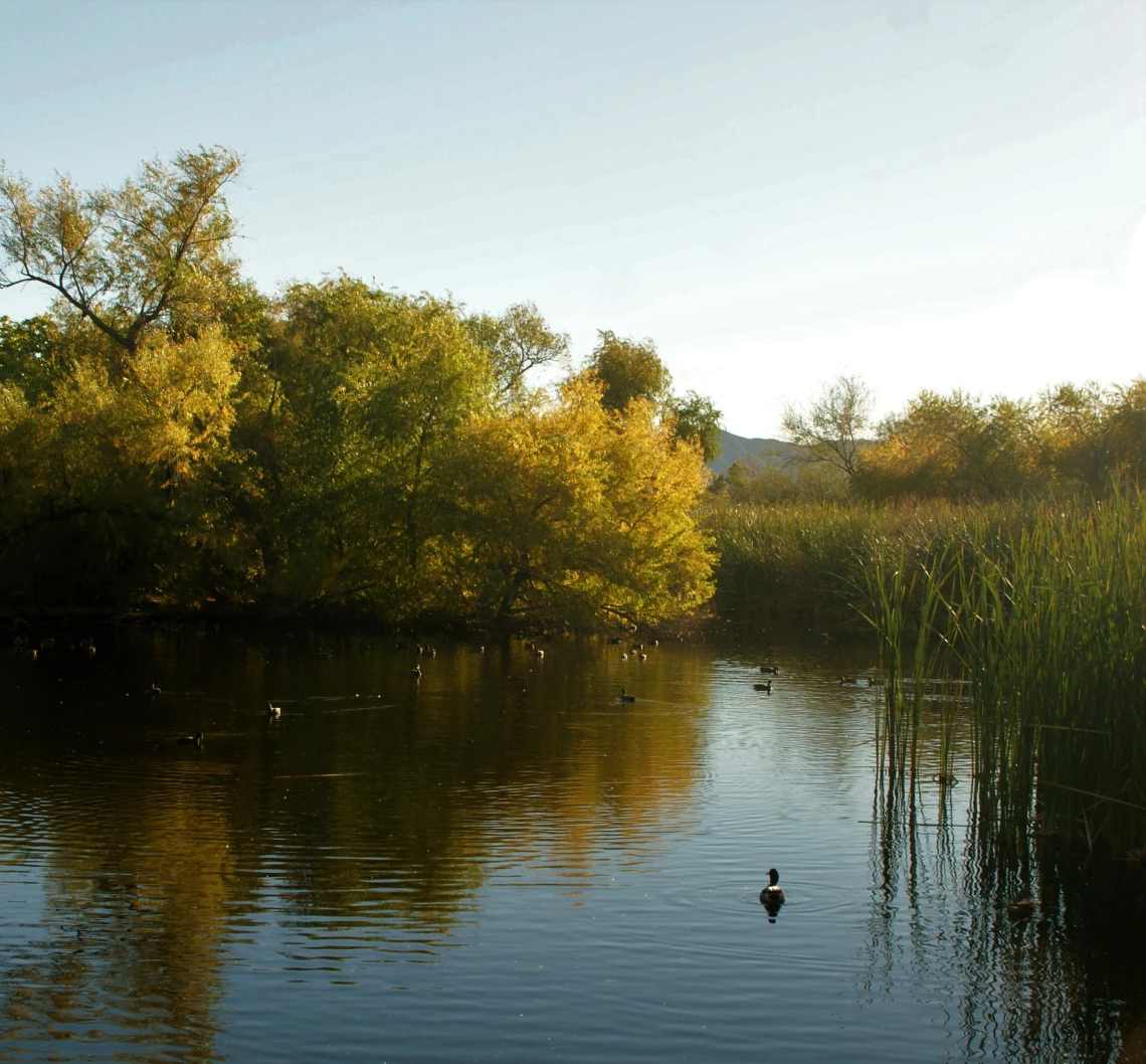 Amy Fee photo os Sweetwater Wetlands Refuge with a duck and reflection of trees in the water