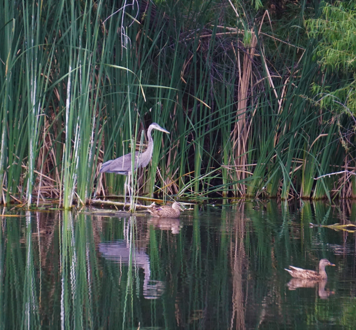 Amy Fee photo of a blue heron reflected in water at sweetwater wetlands 