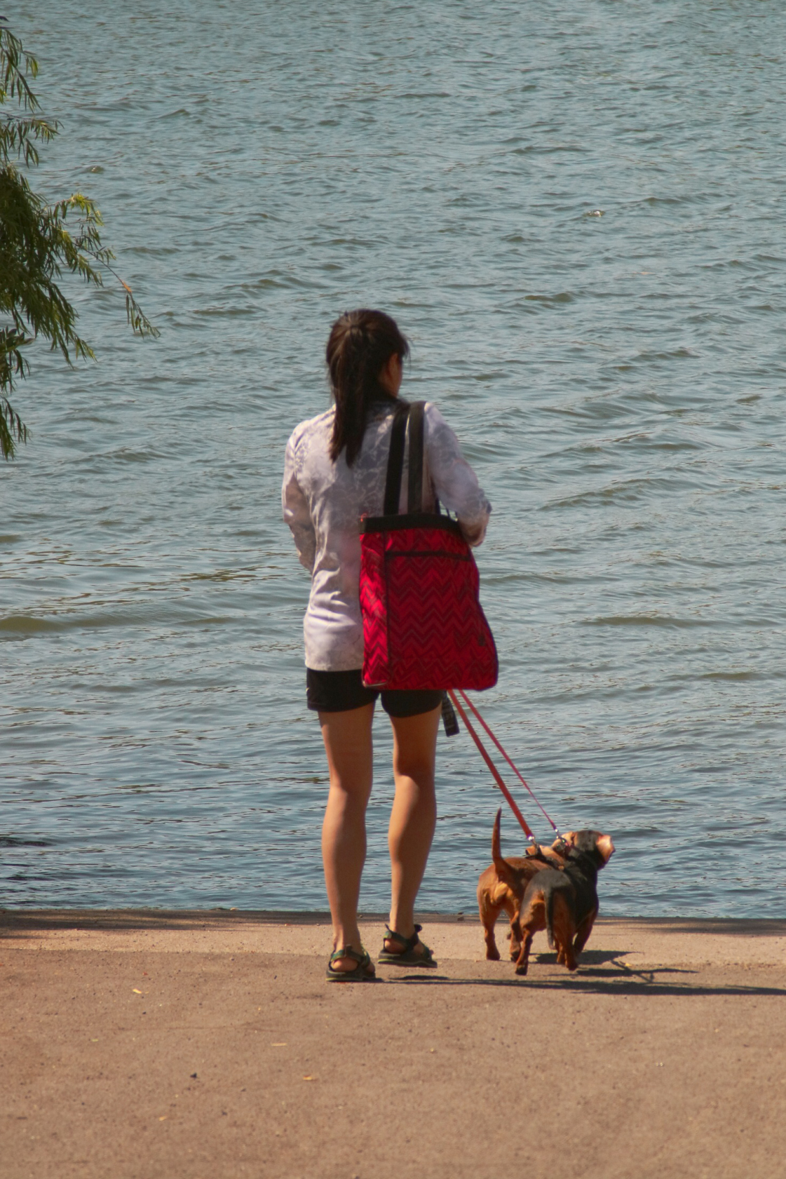 Photo of a person with a dog standing on the edge of the water