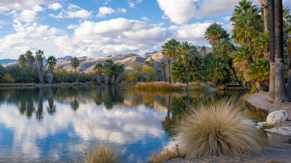 Eric Jewett showing reflections at Agua Caliente Park in Tucson. Clouds and a blue sky in the background