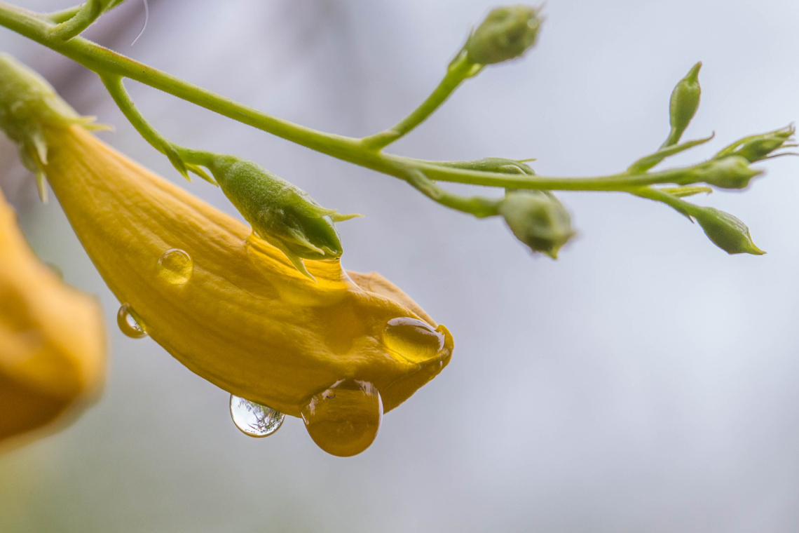Liz Kemp photo of water dropet on a yellow flower