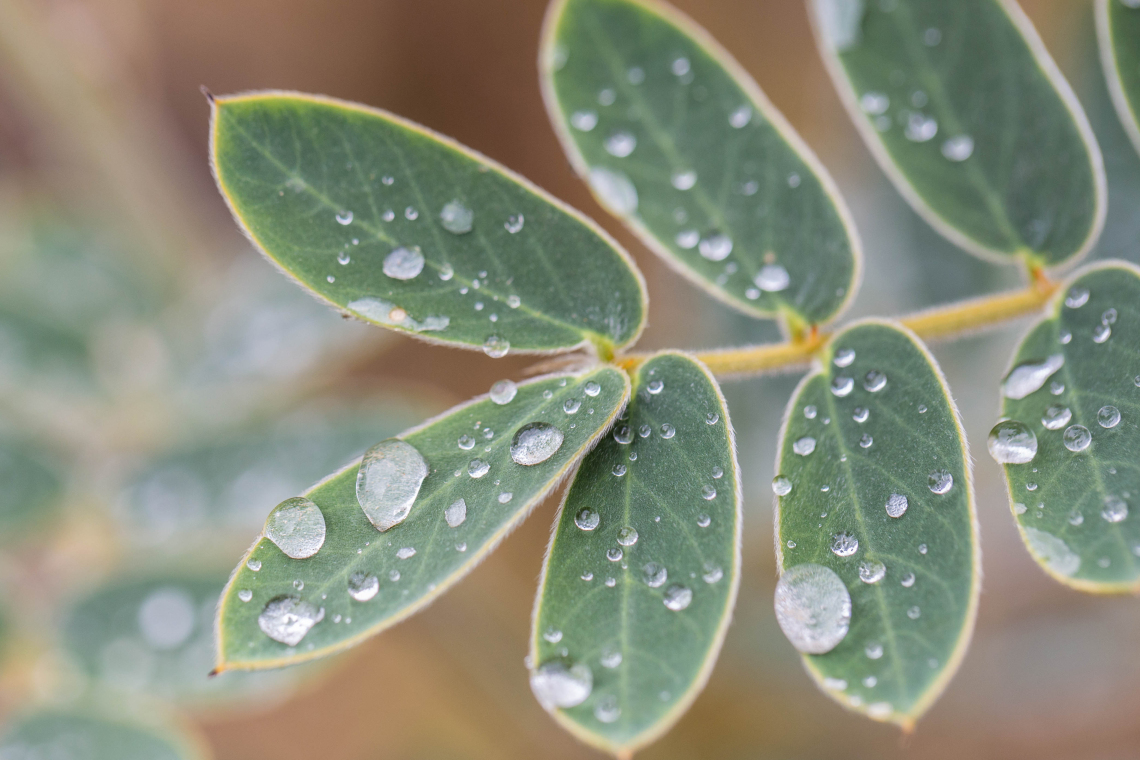 Liz Kemp photo of droplets on leaves in tucson arizona