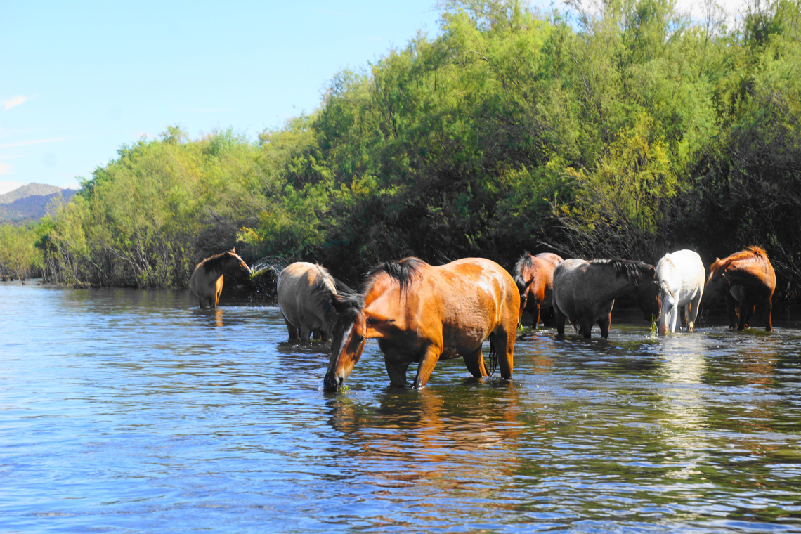 Jimmy Tonthat photo of several horses driking out of the Salt River in Arizona