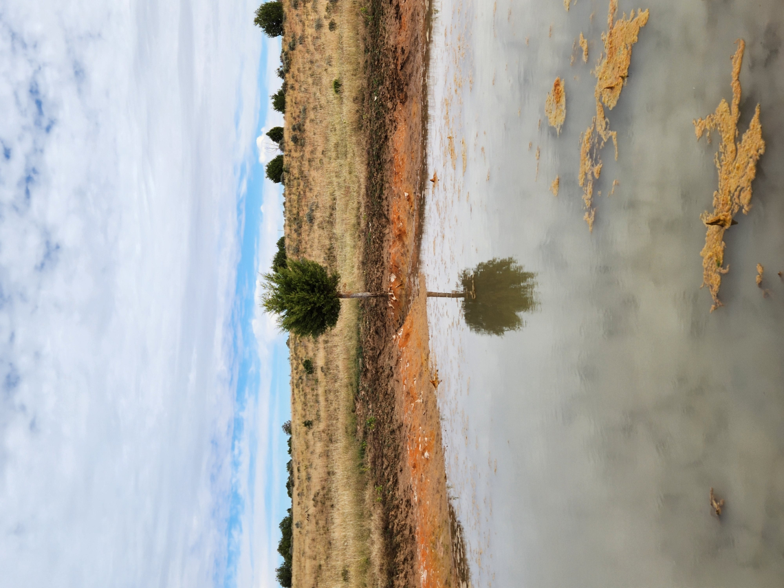 Kirena Tsosie photo of a single tree and its reflection in water