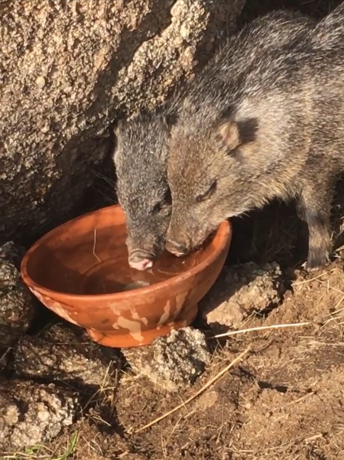 Donna Vetter photo showing two Javelinas drinkng from a bowl