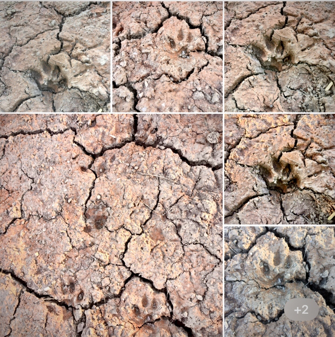 Donna Vetter photo showing animals paw prints in dry cracked earth