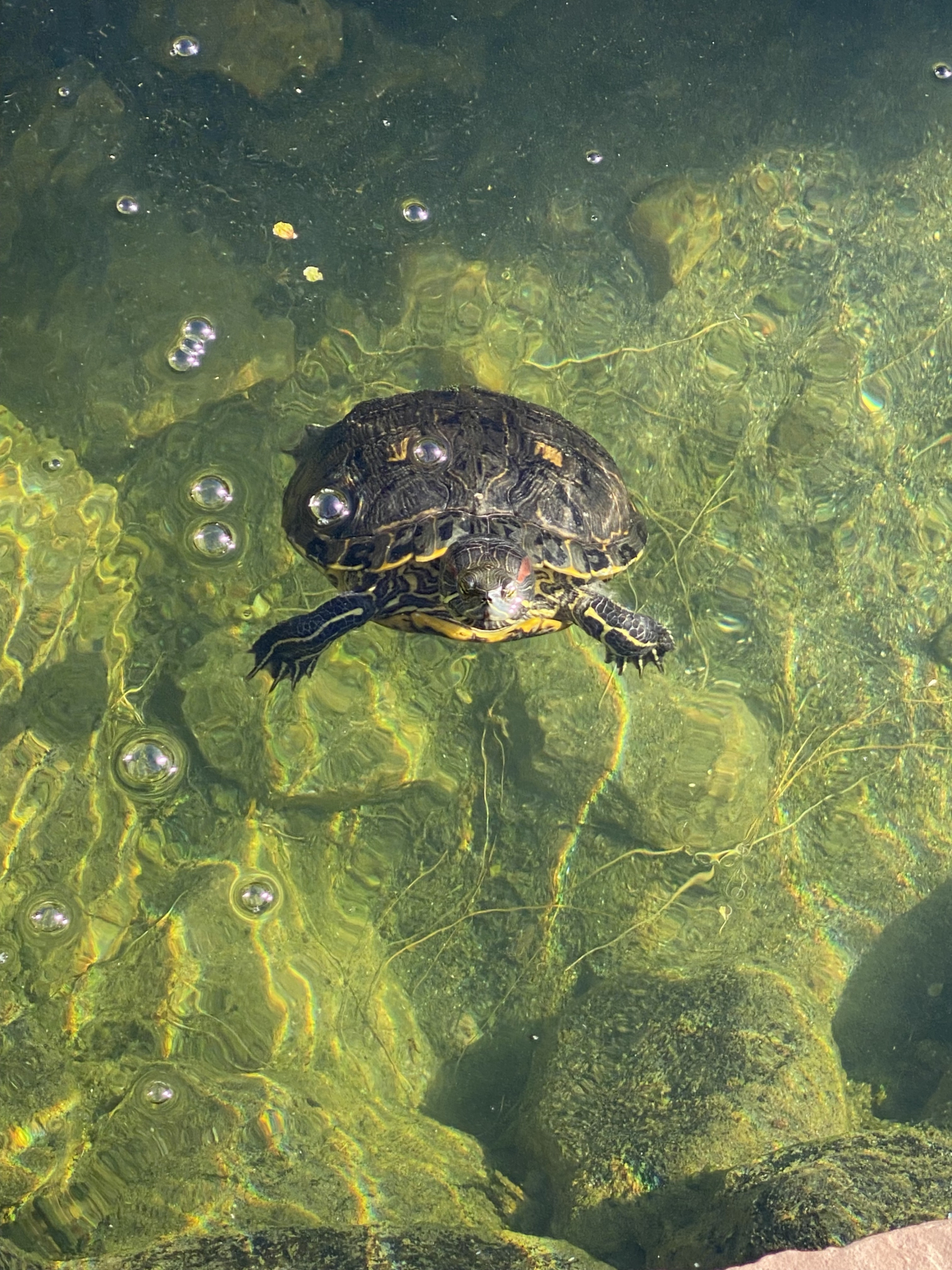 Jael Walker photo showing a turtle in water