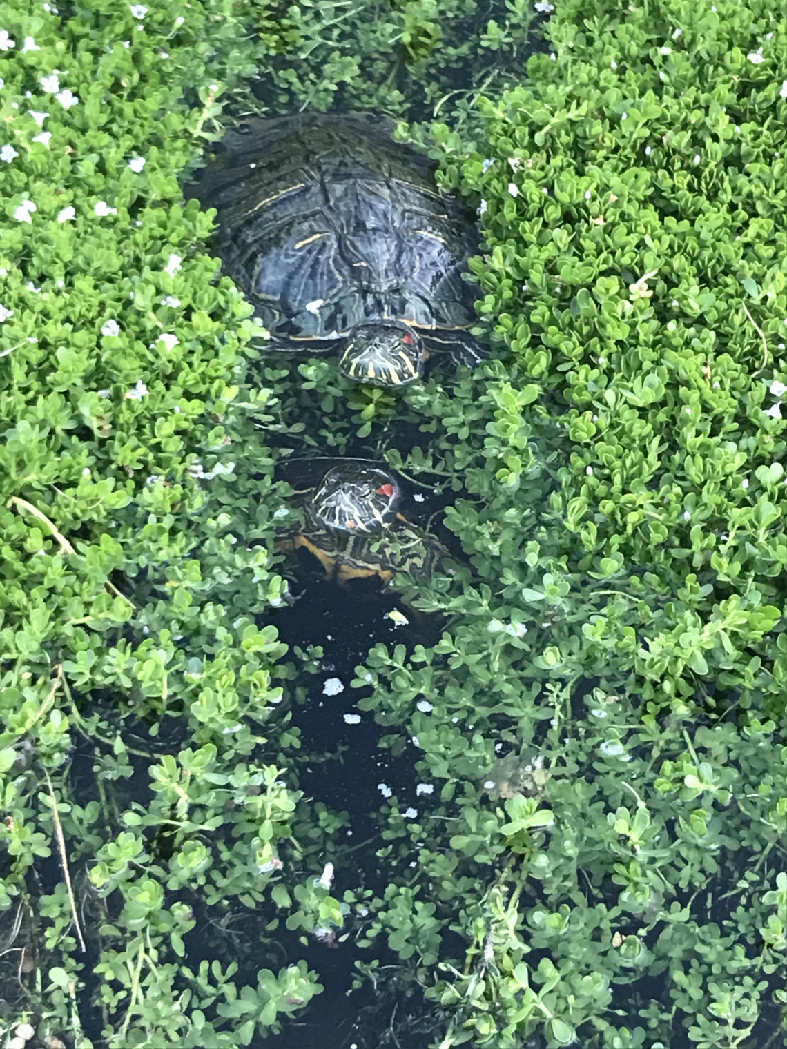 Jael Walker photo showing a turtle creating a path through some leafy green plants