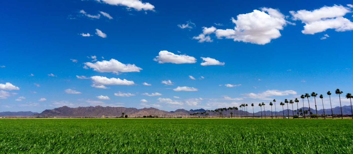 photo of a lettuce field in yuma. blue sky and clouds.
