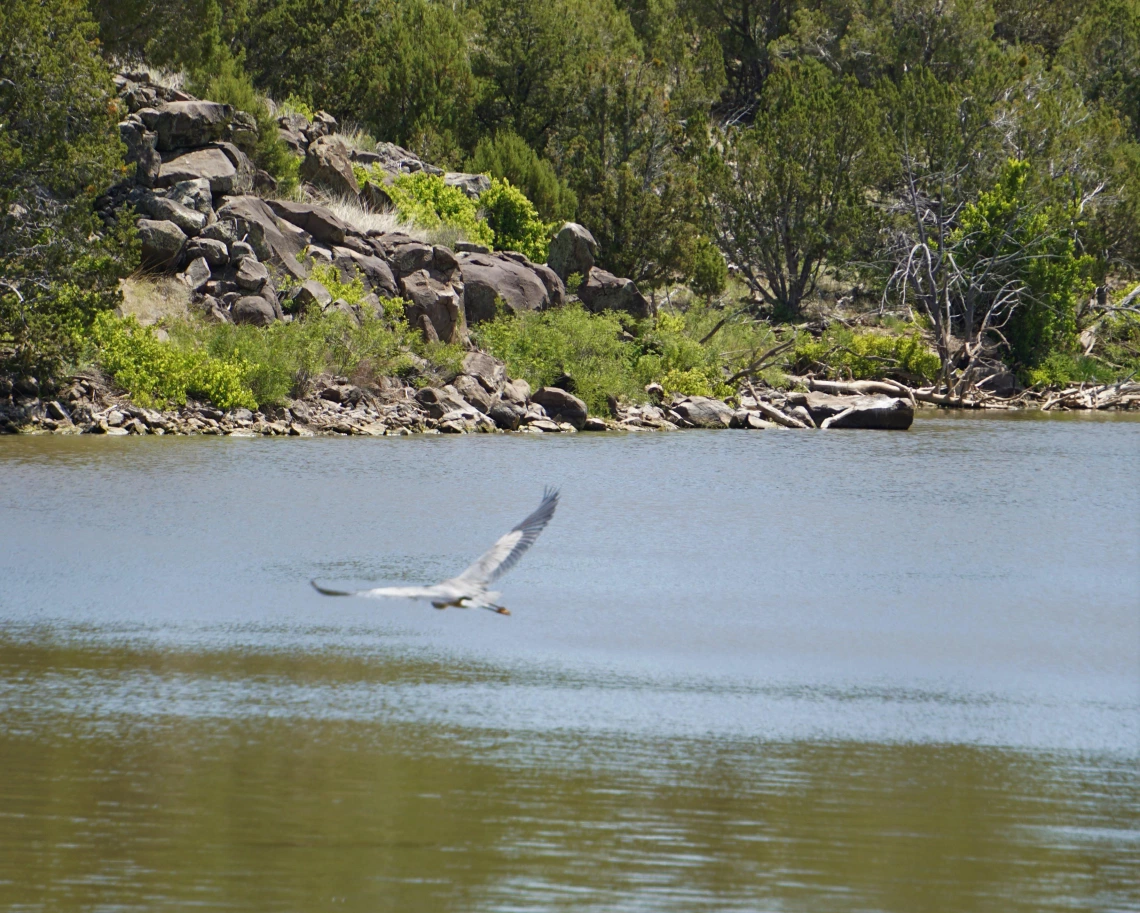 Amy Fee - Heron at Fools Hollow Lake, Show Low, AZ