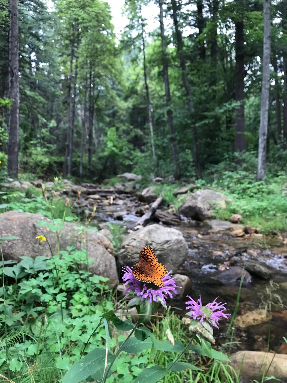 Emma Harries - Butterfly, Horton Creek, AZ