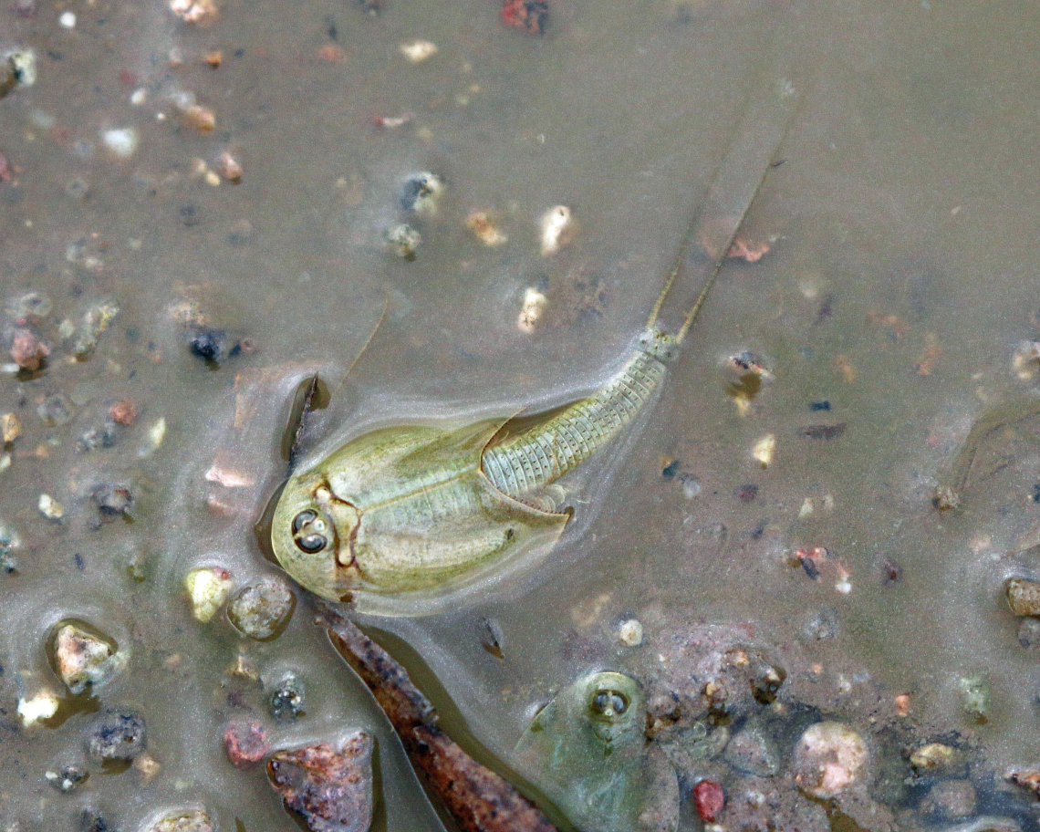 John Vanveld Huizen - Longtail Tadpole shrimp, Green Valley, AZ, 2023