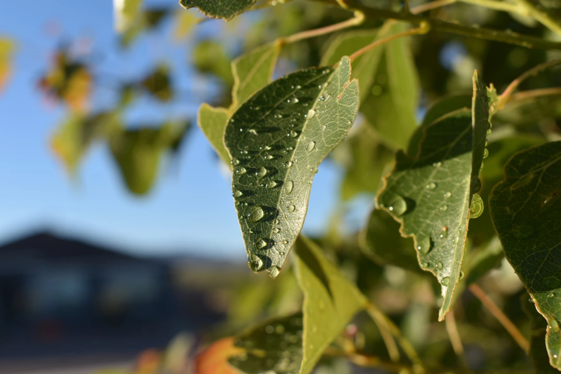 photo of a leaf with water drops on it