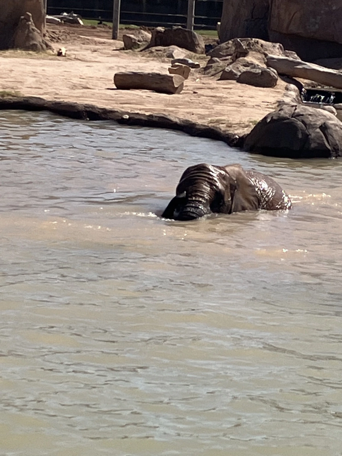 A photo of an elephant in water