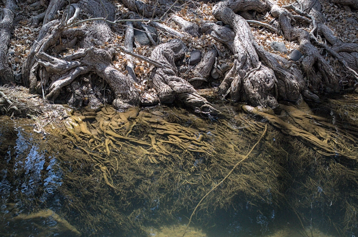 a tree with roots partially in water