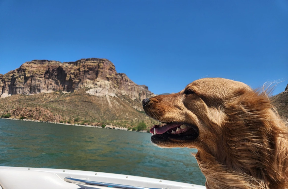 dog on a boat looking happy on a sunny day