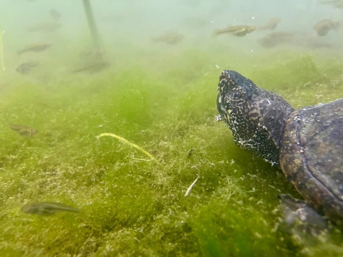 photo of turtle and top minnows, taken underwater