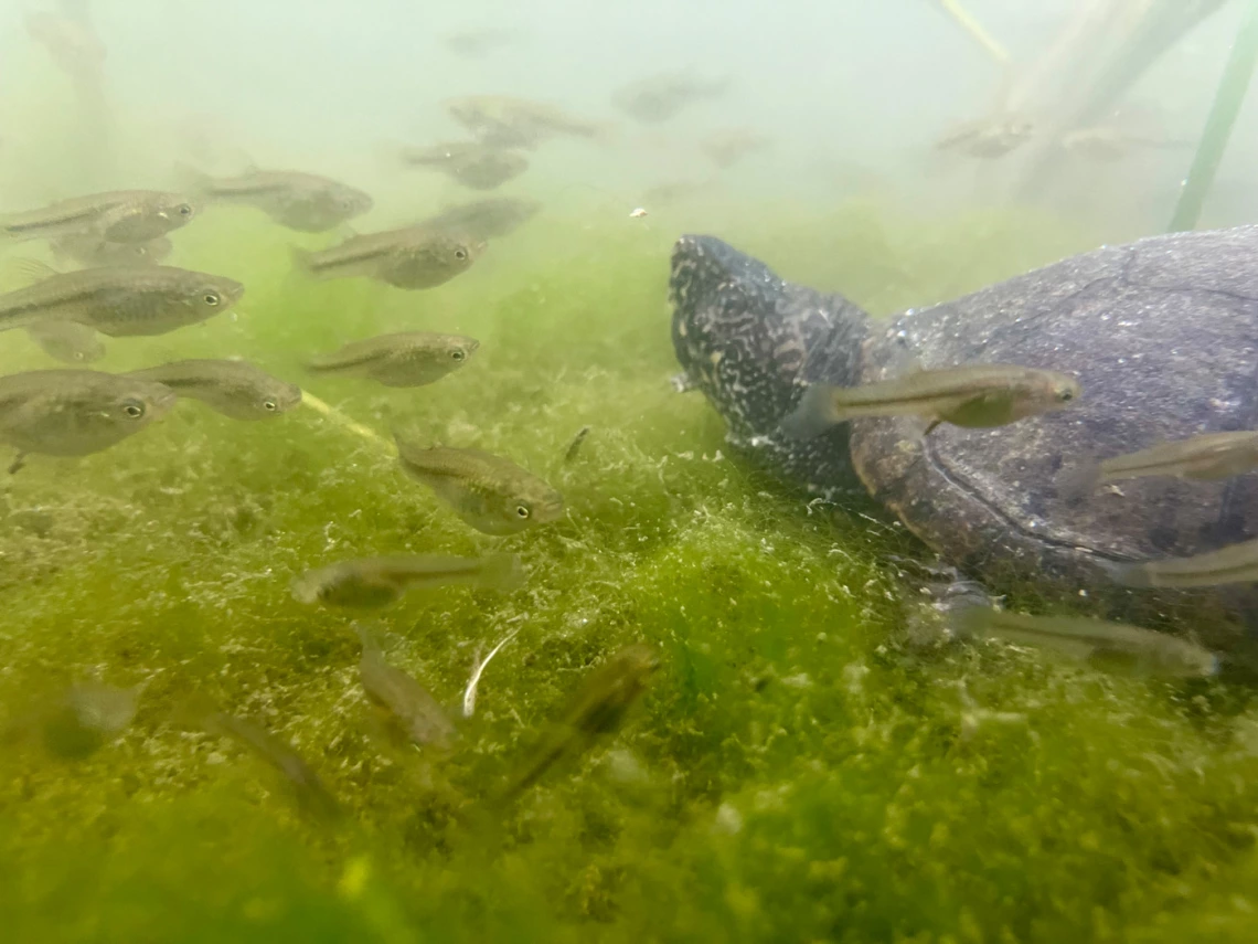 photo of turtle and top minnows, taken underwater