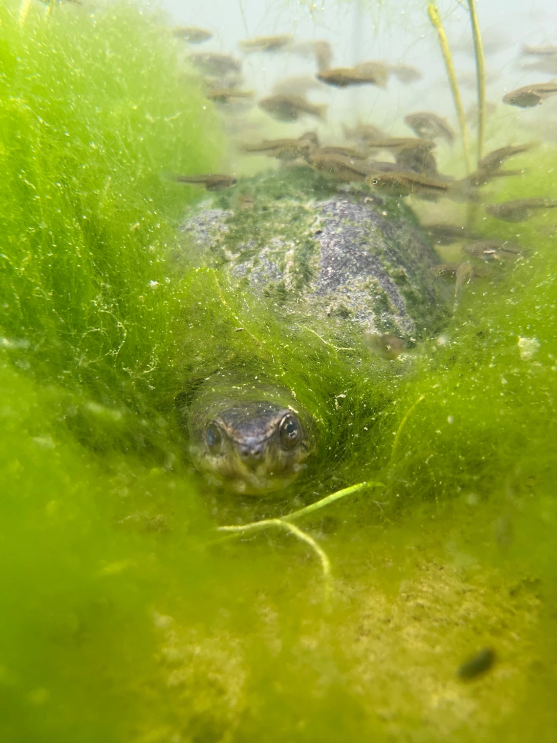 photo of turtle and top minnows, taken underwater