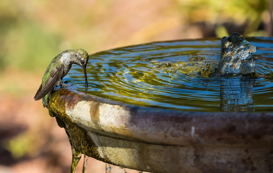 a photo of a humming bird drinking from a bird bath