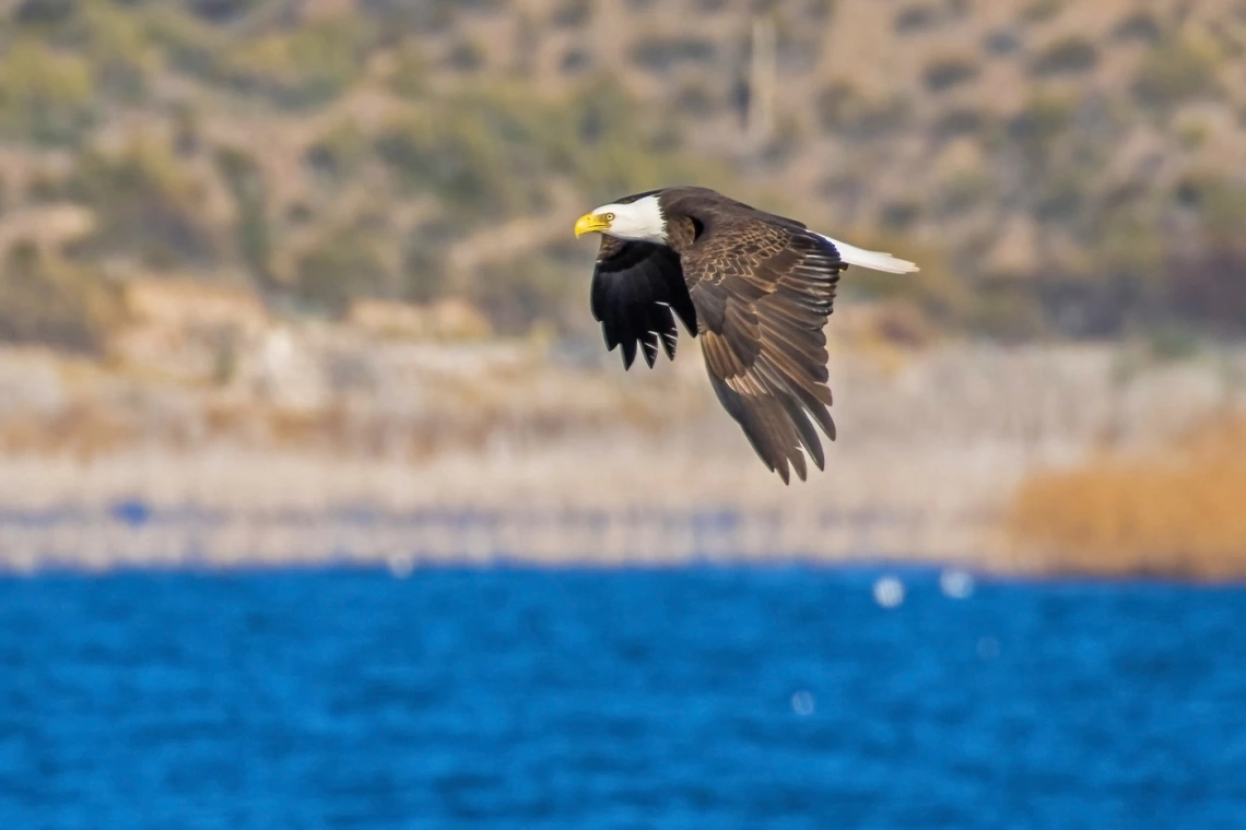 photo of an eagle flying over a blue lake. 