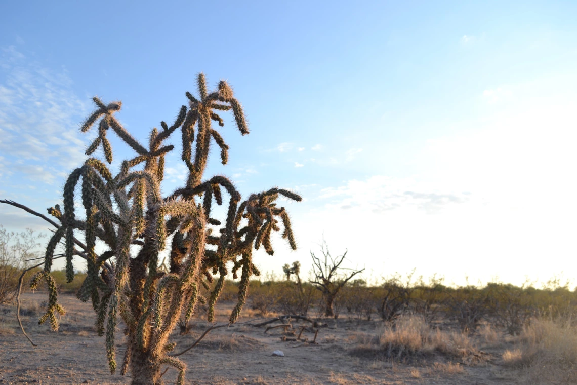 photo of a cholla in the desert