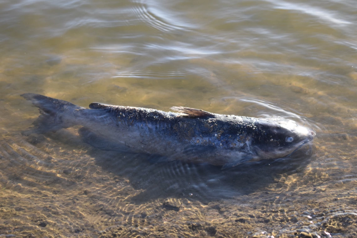 a photo of a dead fish partially sticking out of the water