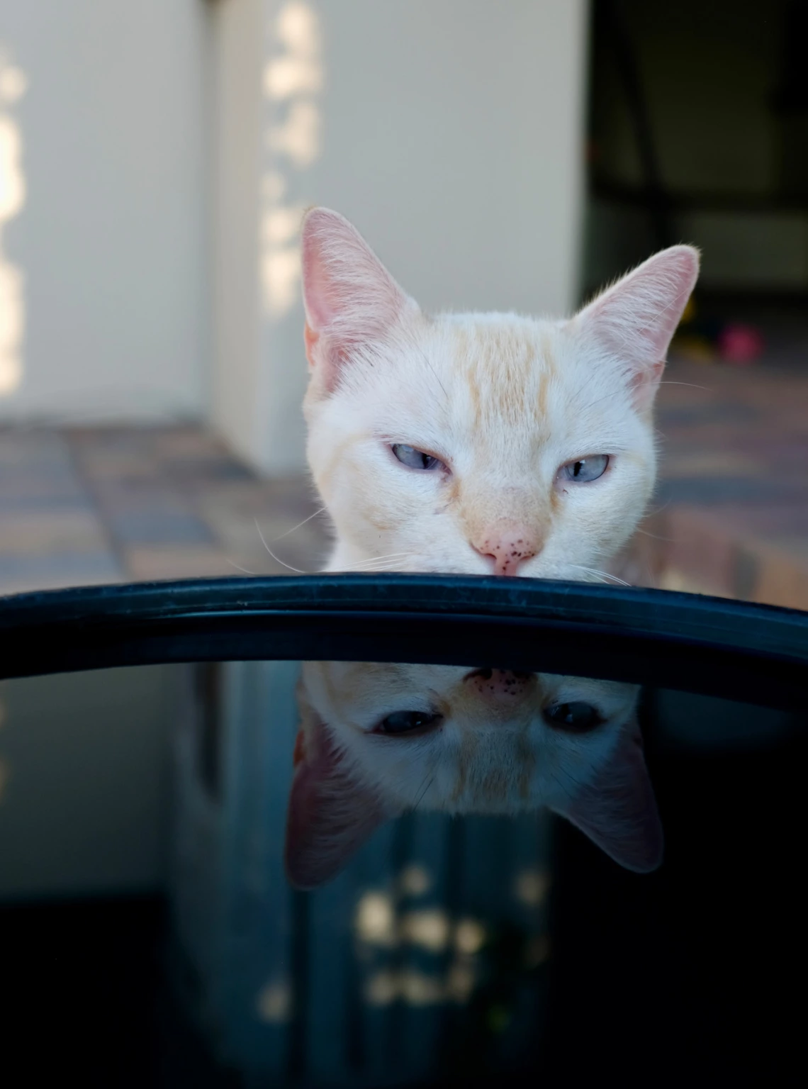 A cat staring at its reflection in a bowl