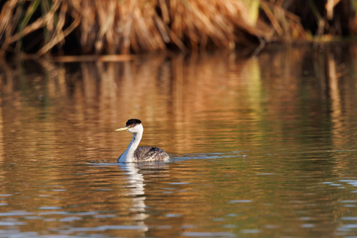 a water bird on a body of water