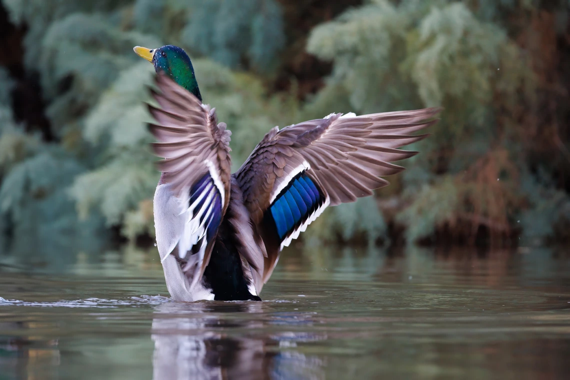 a mallard duck on a body of water stretching its wings