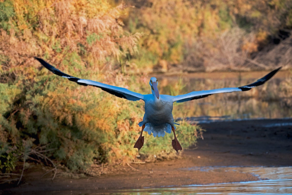 a photo showing a pelican with wings spread flying over water