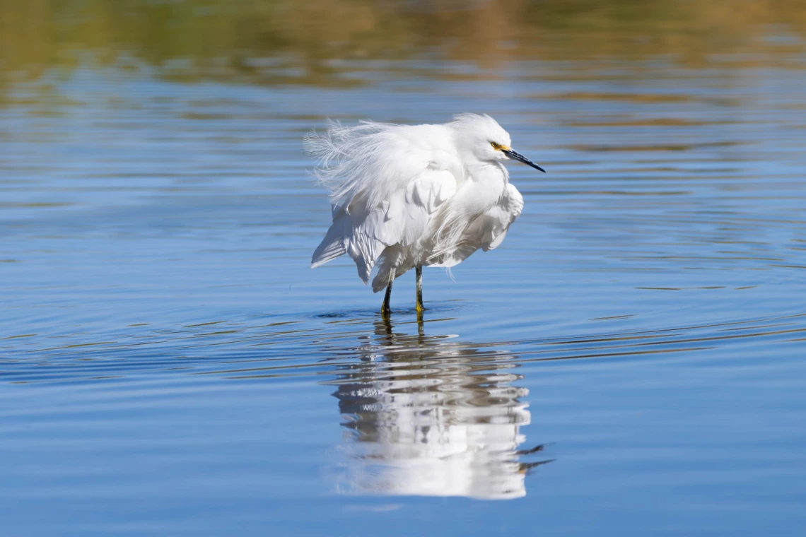 a photo of a water bird shaking off its wings and body