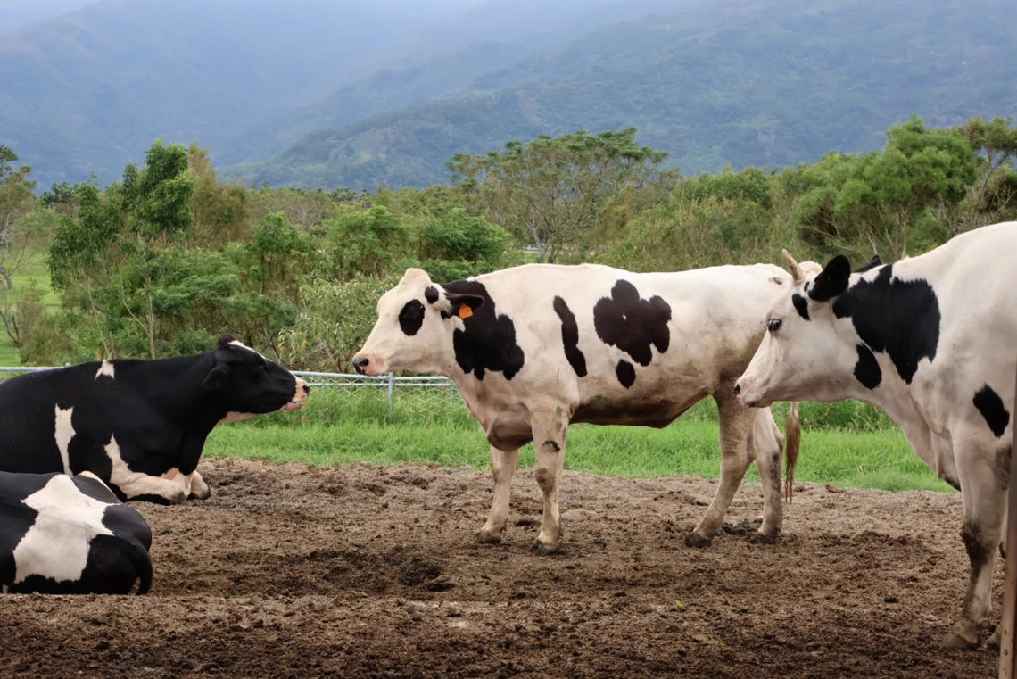 photo of a cow in a muddy field with grass, trees, and stormy horizon 