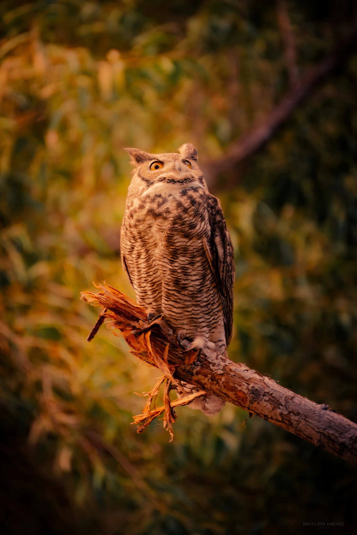 photo of an owl