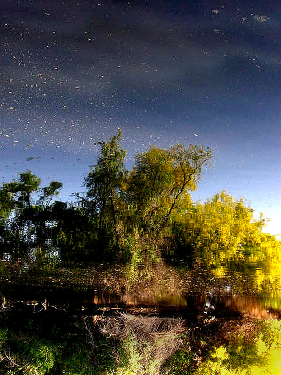 photo of trees being reflected in body of water