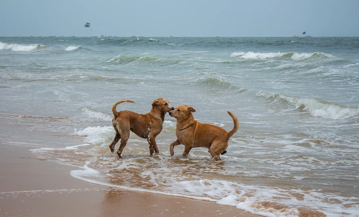 two dogs frolicking in water