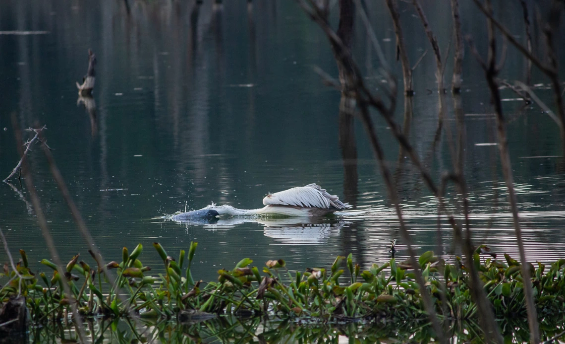 photo of water bird catching prey