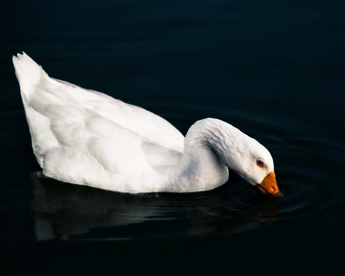 photo of a goose in water 