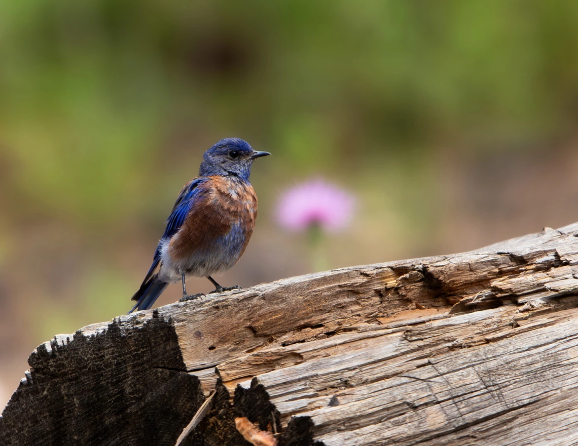 photo of a blue bird with orange chest