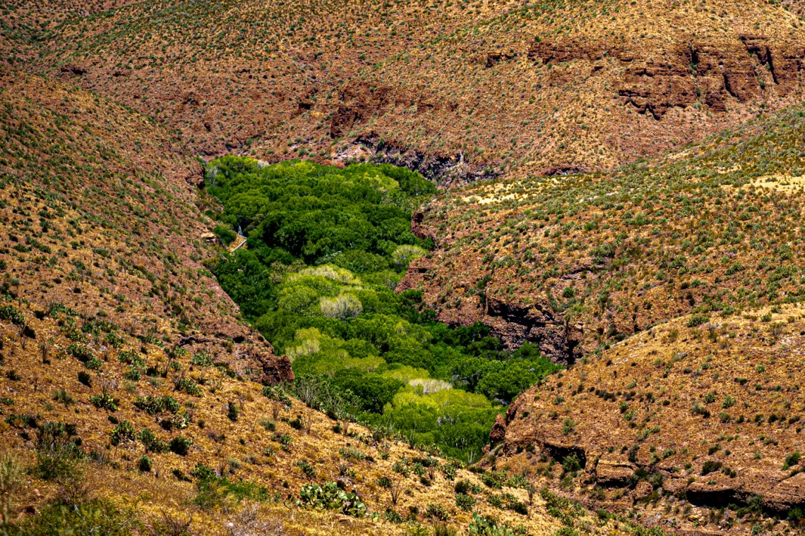 a small green patch of vegetation in an otherwise arid desert area