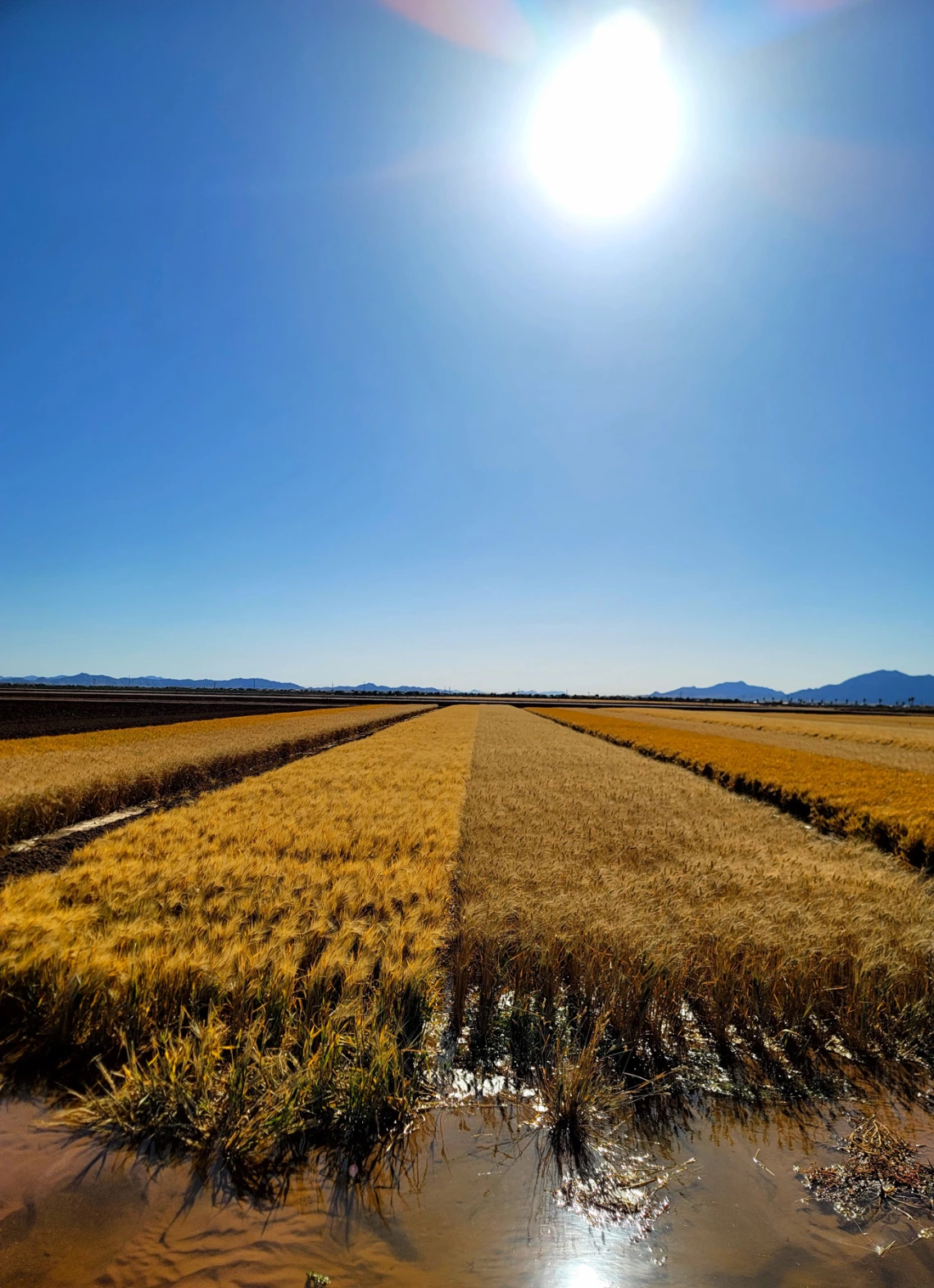 photo showing agricultural field with rows and the sun in a blue sky