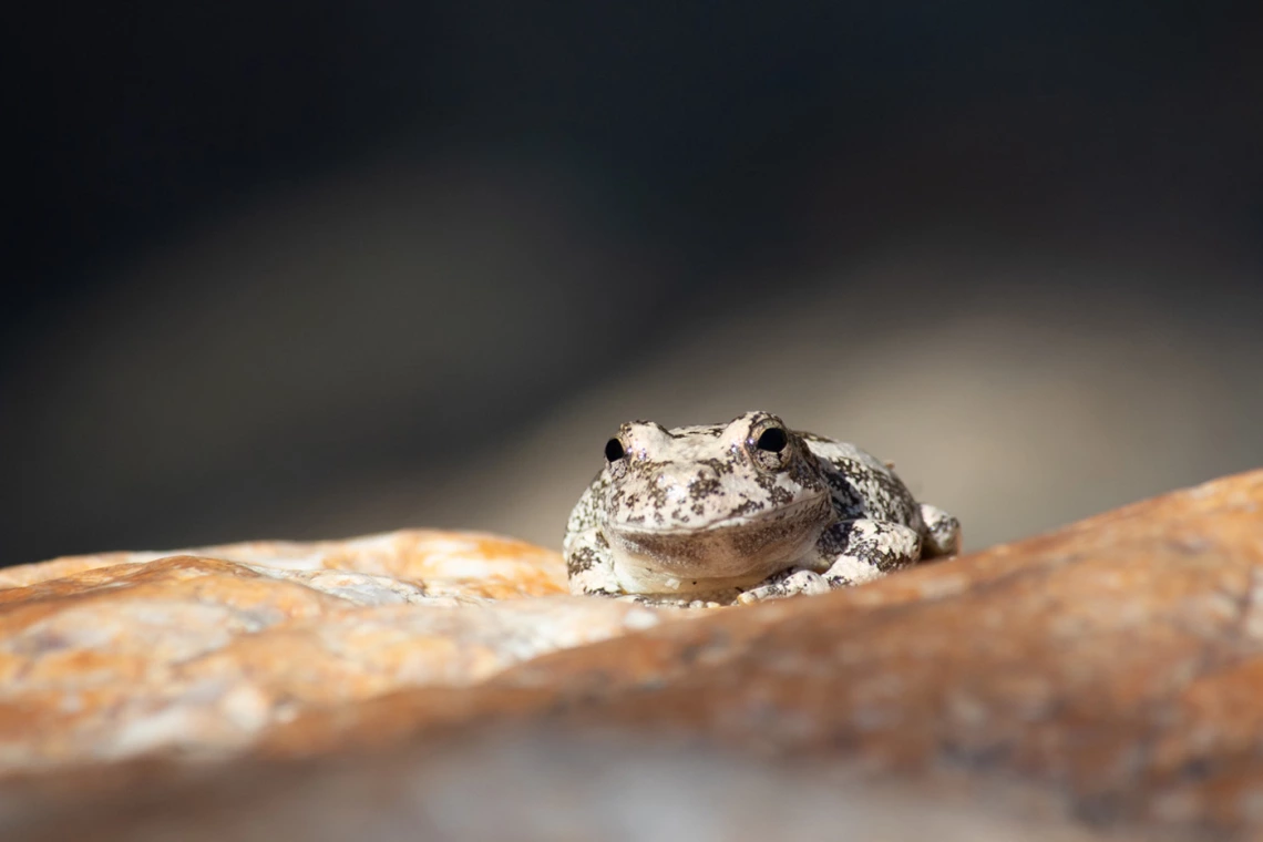 close up photo of frog on a rock