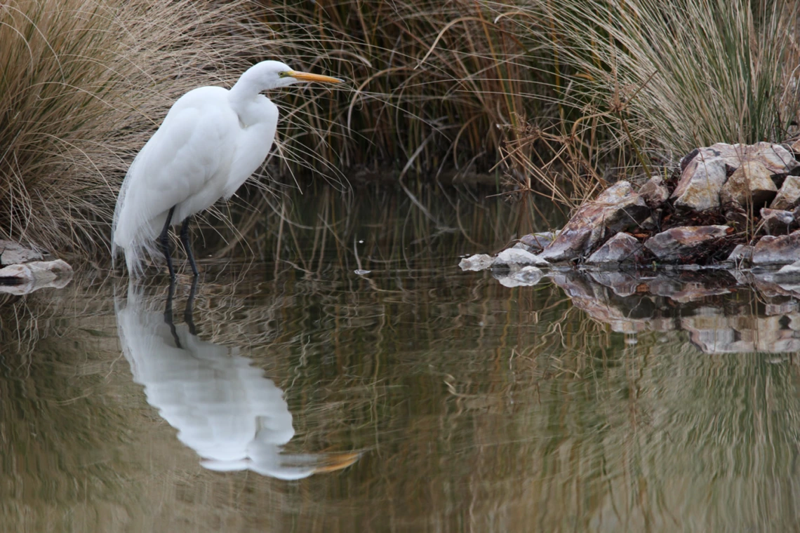 photo of a white heron near the edge of water