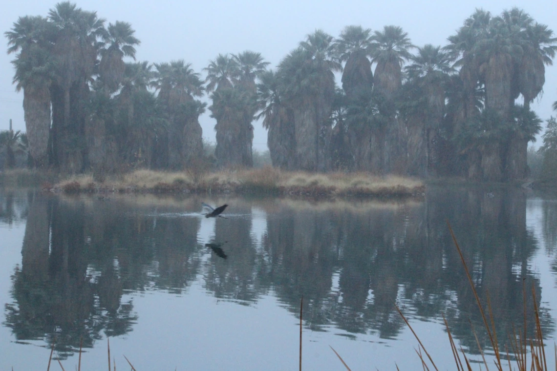 moody photo showing fog and palm tree with a crane flying in front. agua caliente park