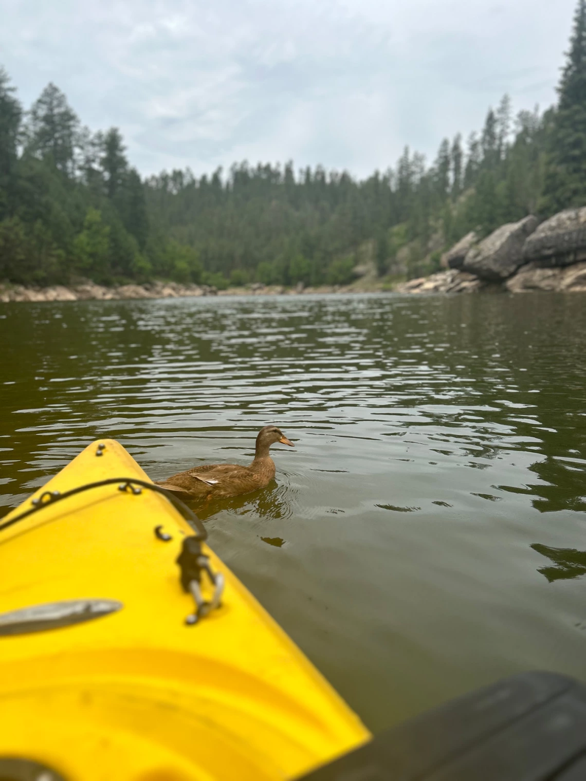 duck "guiding" a kayak