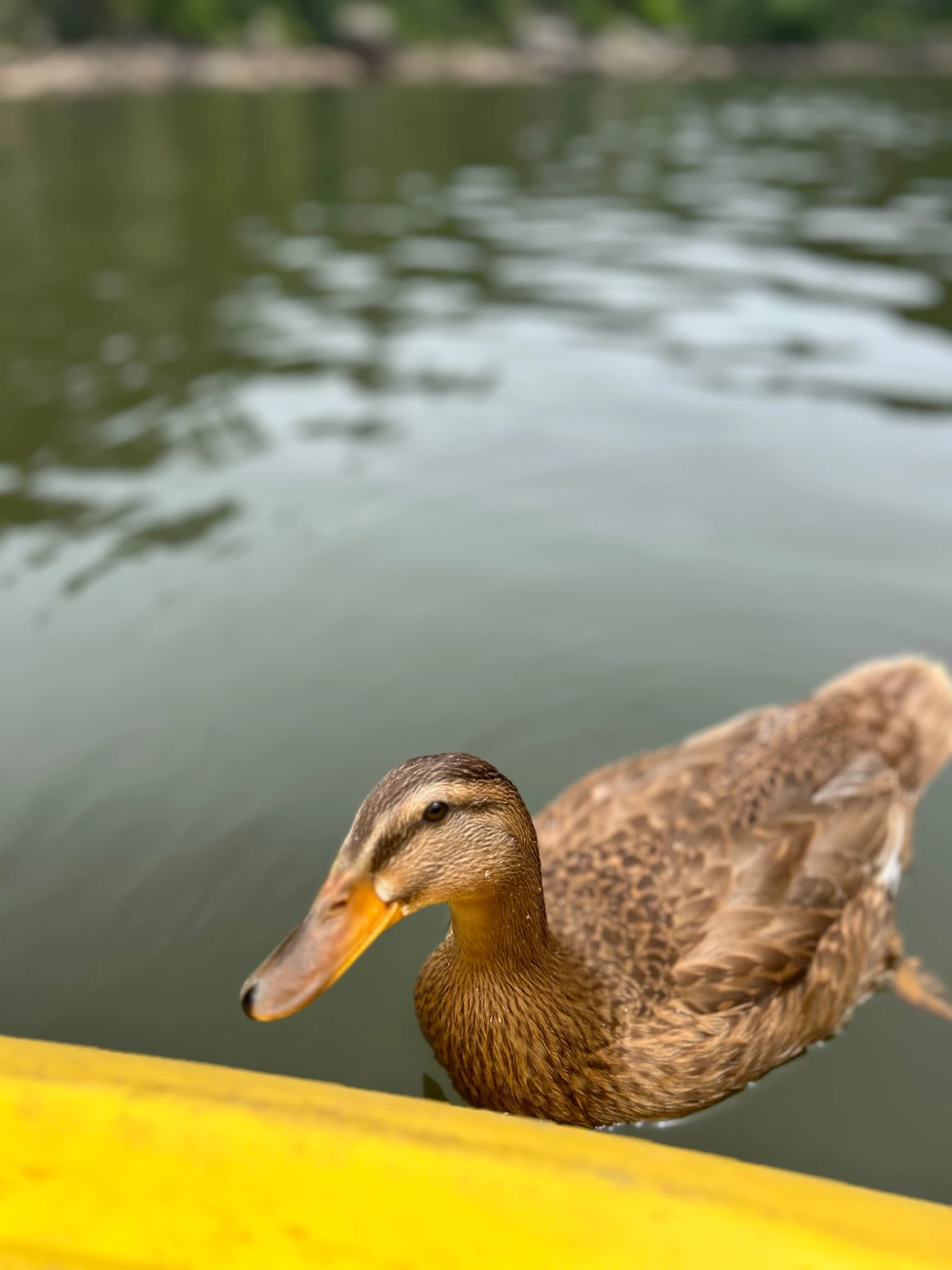 duck "guiding" a kayak