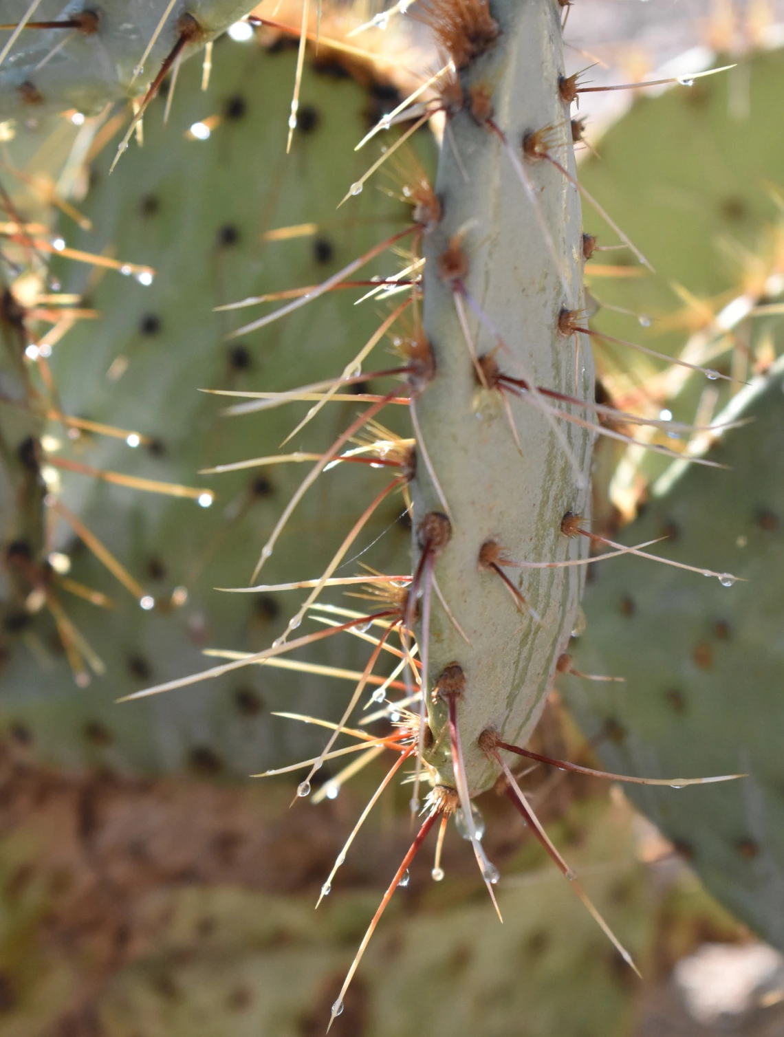 close up photo of cactus pads