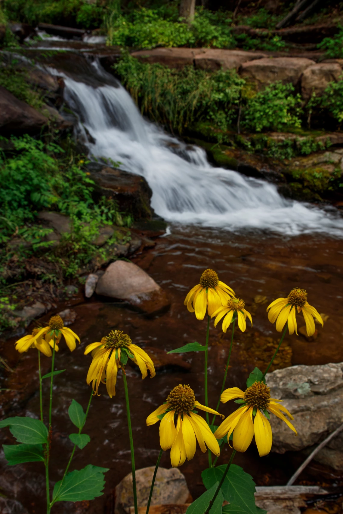 yellow flowers with a small water fall behind them