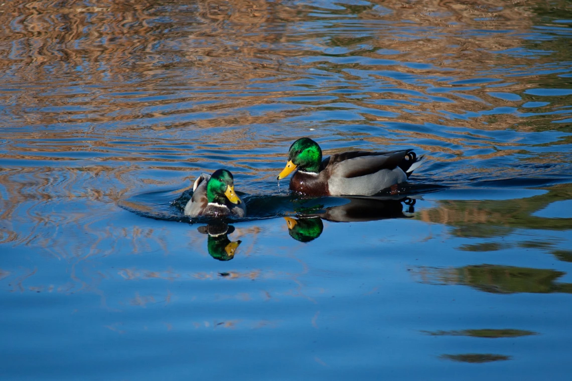 two ducks on water