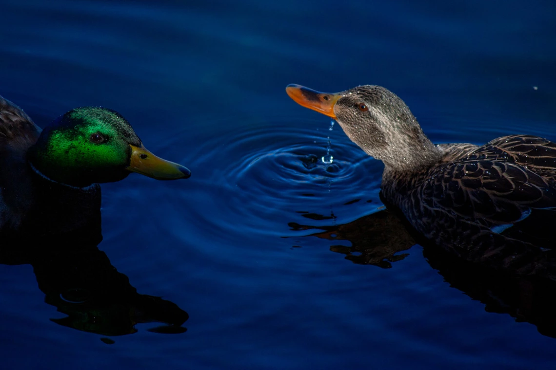 duck on water